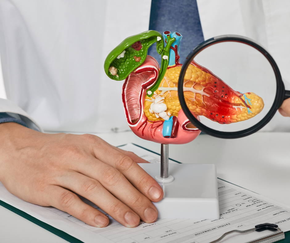 An illustration of digestion and bile