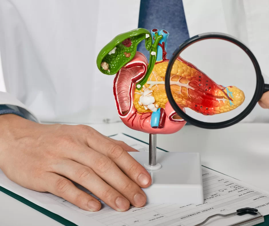 An illustration of digestion and bile
