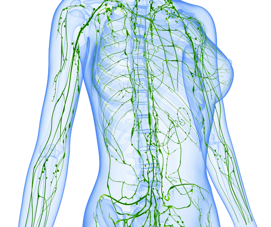 Pineal gland brain health illustration