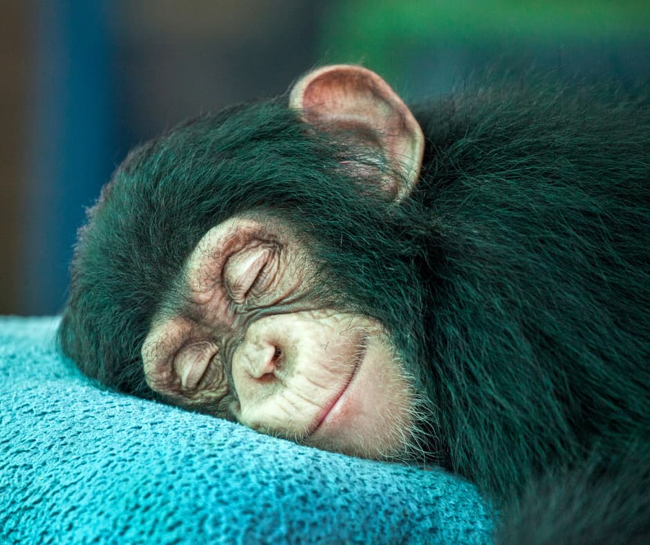 Get rid of sleep maintenance insomnia